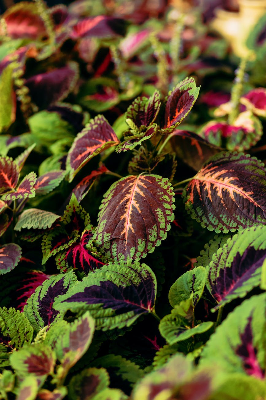 coleus plant with colorful leaves