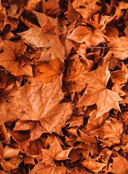 vivid autumn leaves scattered on ground