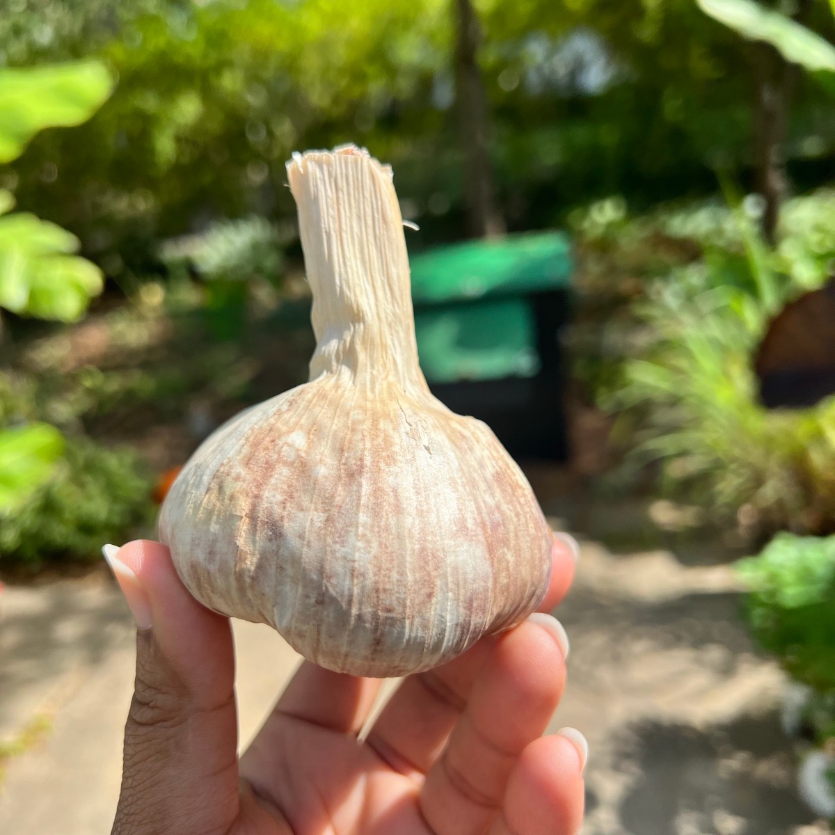 The Full Guide to Growing Garlic! It’s Easy!