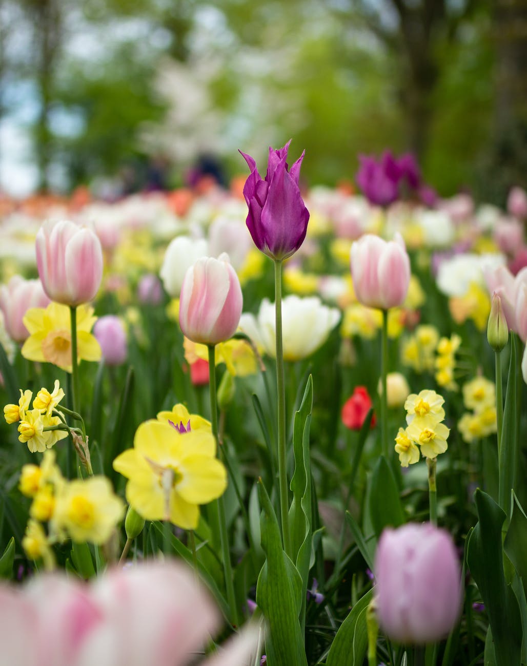 how-to-plant-fall-bulbs-for-spring-color-the-thrifted-planter