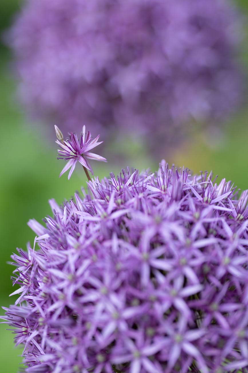 purple giant allium in close up photography
