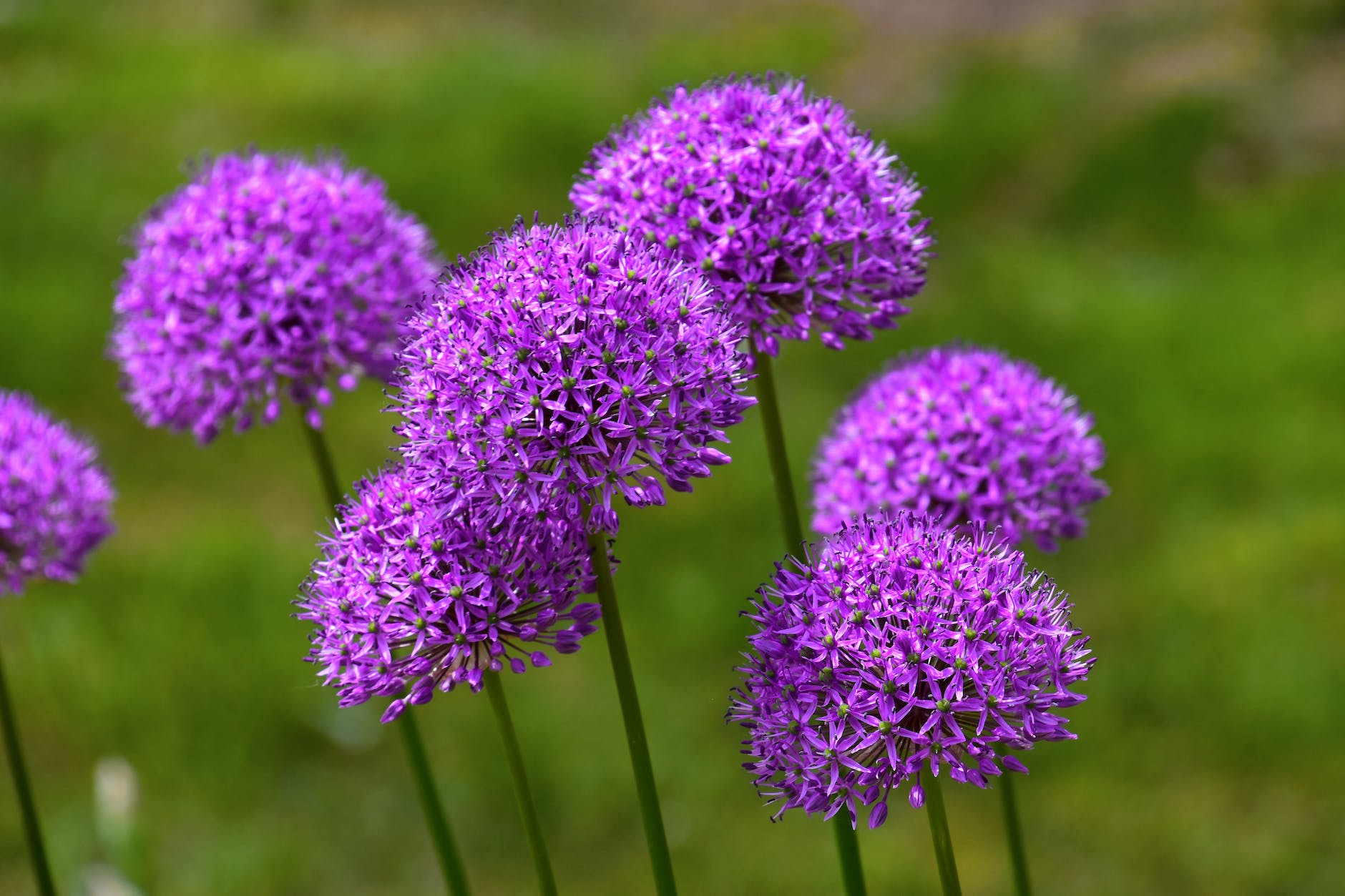purple allium flowers in close up photography