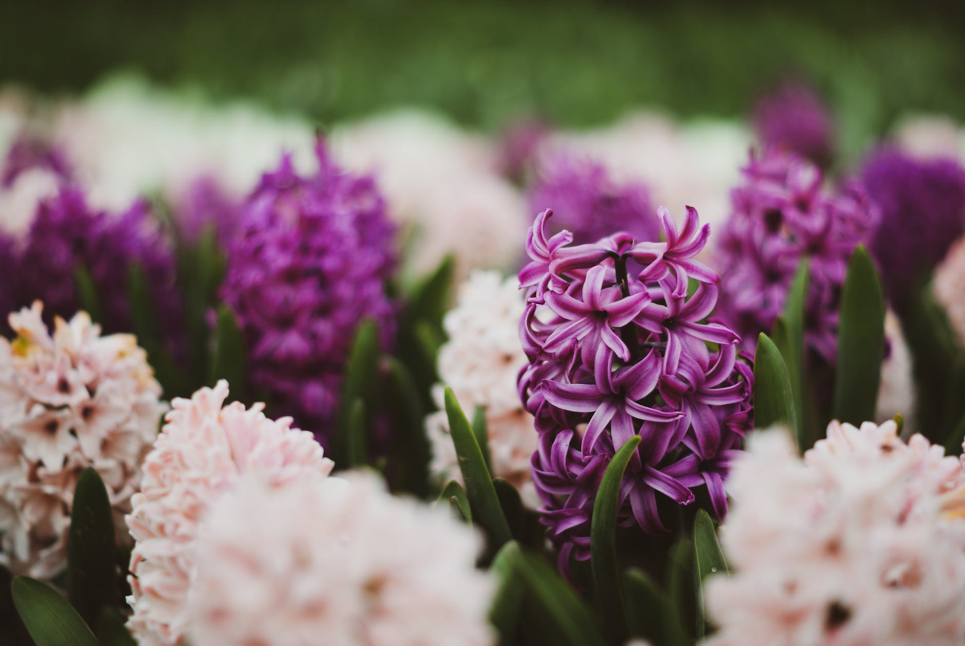 selective focus of blooming purple hyacinth flowers. Spring Blooms