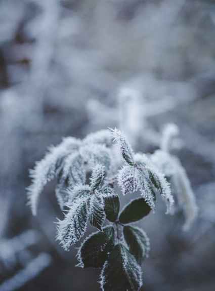 selective focus photography of frozen leaves