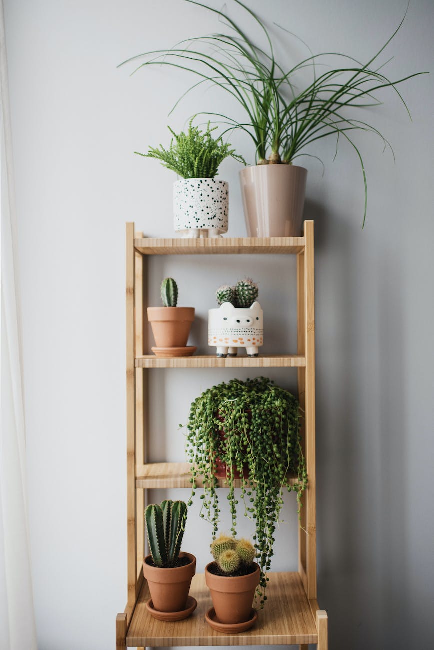 green plants on brown wooden shelf