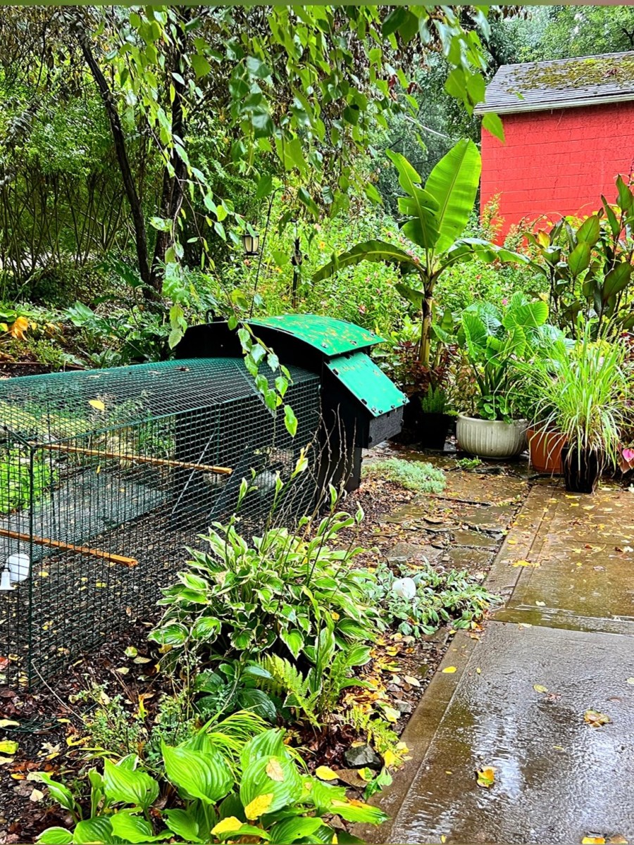 THE Chicken Coop for Backyard Chickens