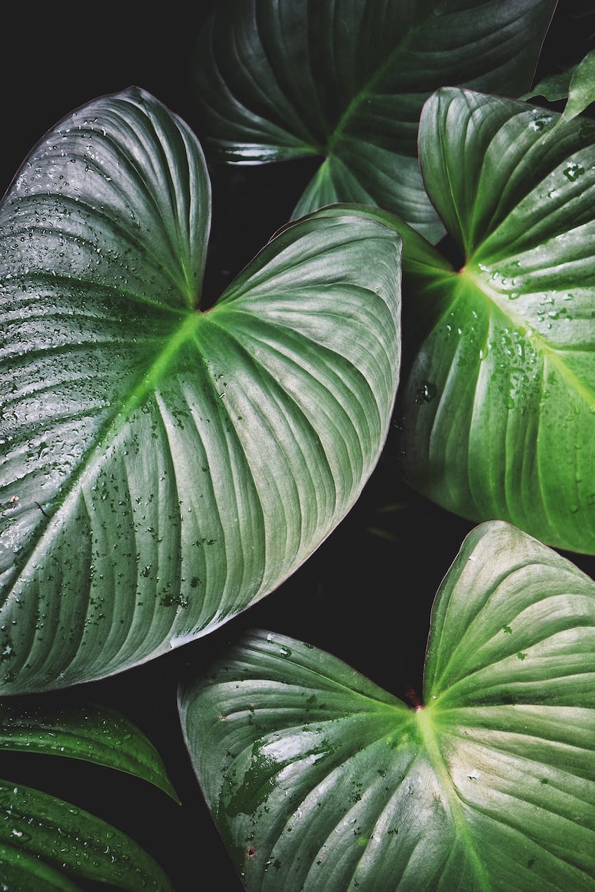 plant with large leaves