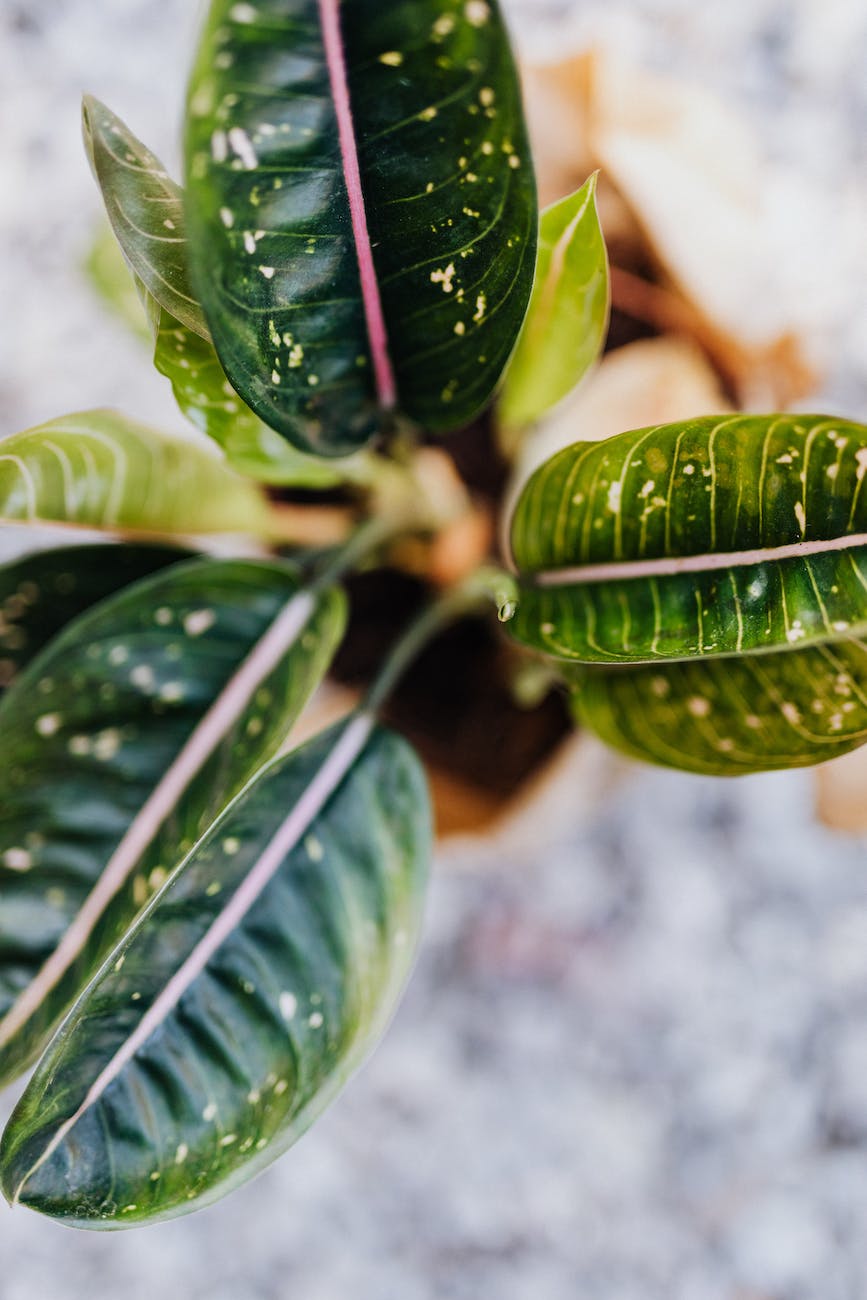 top view of green leaves