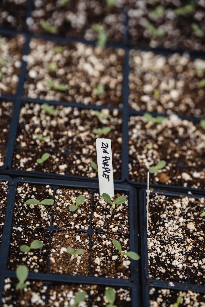 container with green seedlings in soil