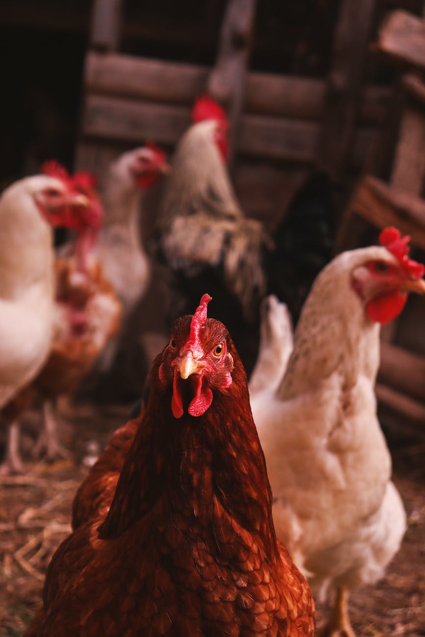 selective focus photo of a brown hen