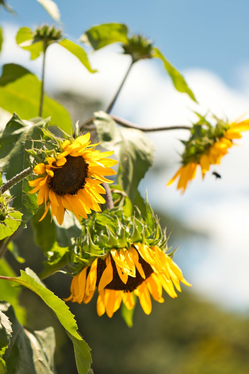 selective focus photography of sunflower