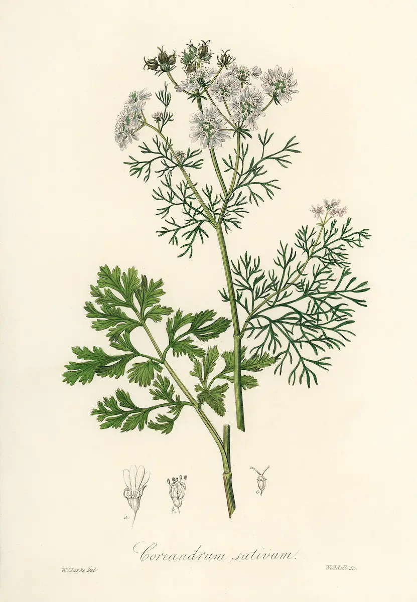 Coriander (Coriandrum sativum) illustration from Medical Botany (1836) by John Stephenson and James Morss Churchill.