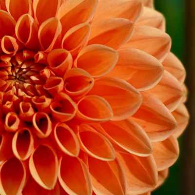 How to Grow Dahlia From Seed