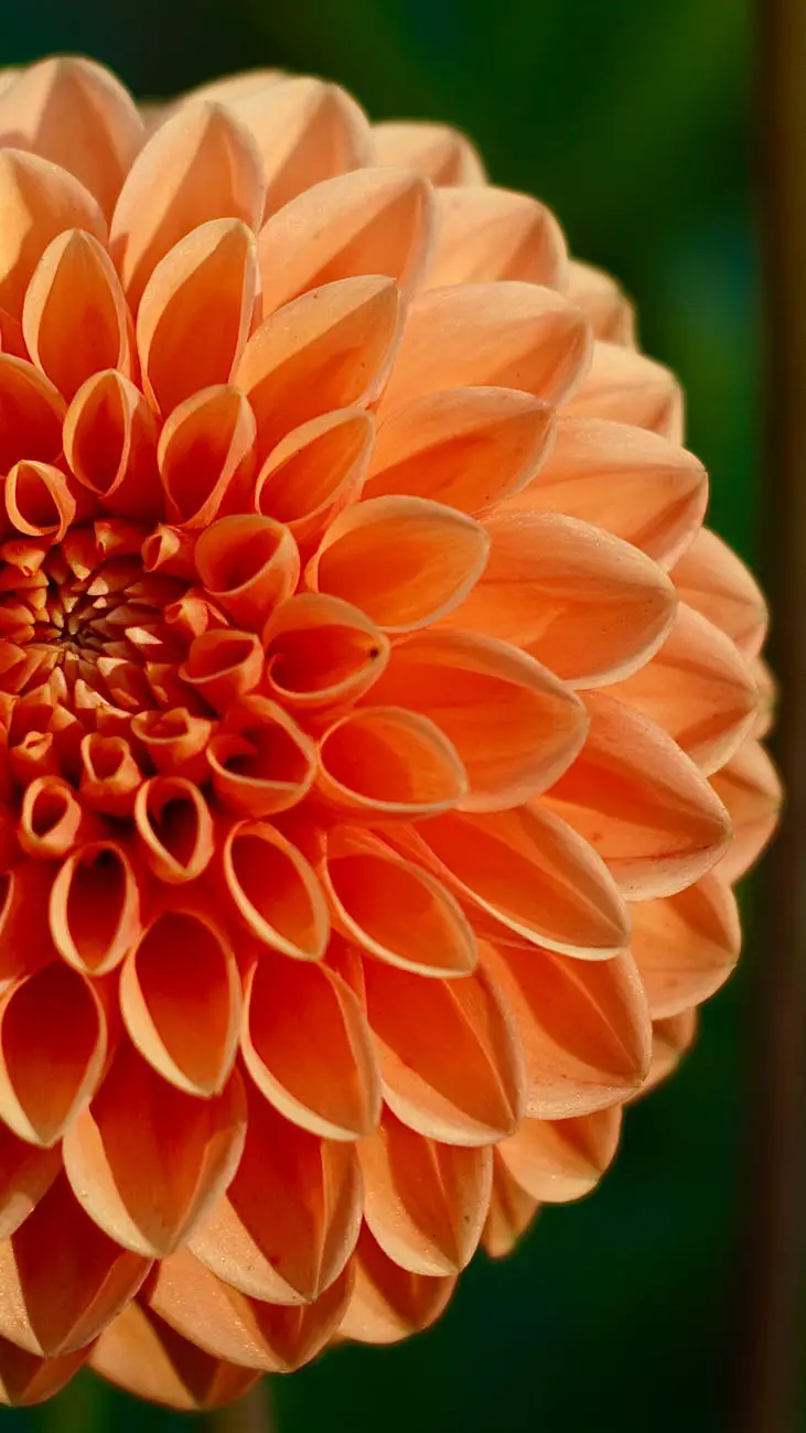 orange flower in macro shot