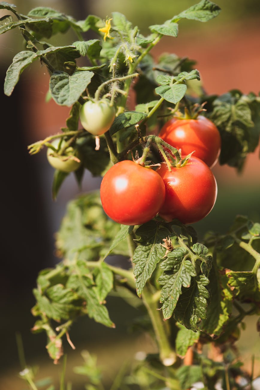 close up of a tomato plant
