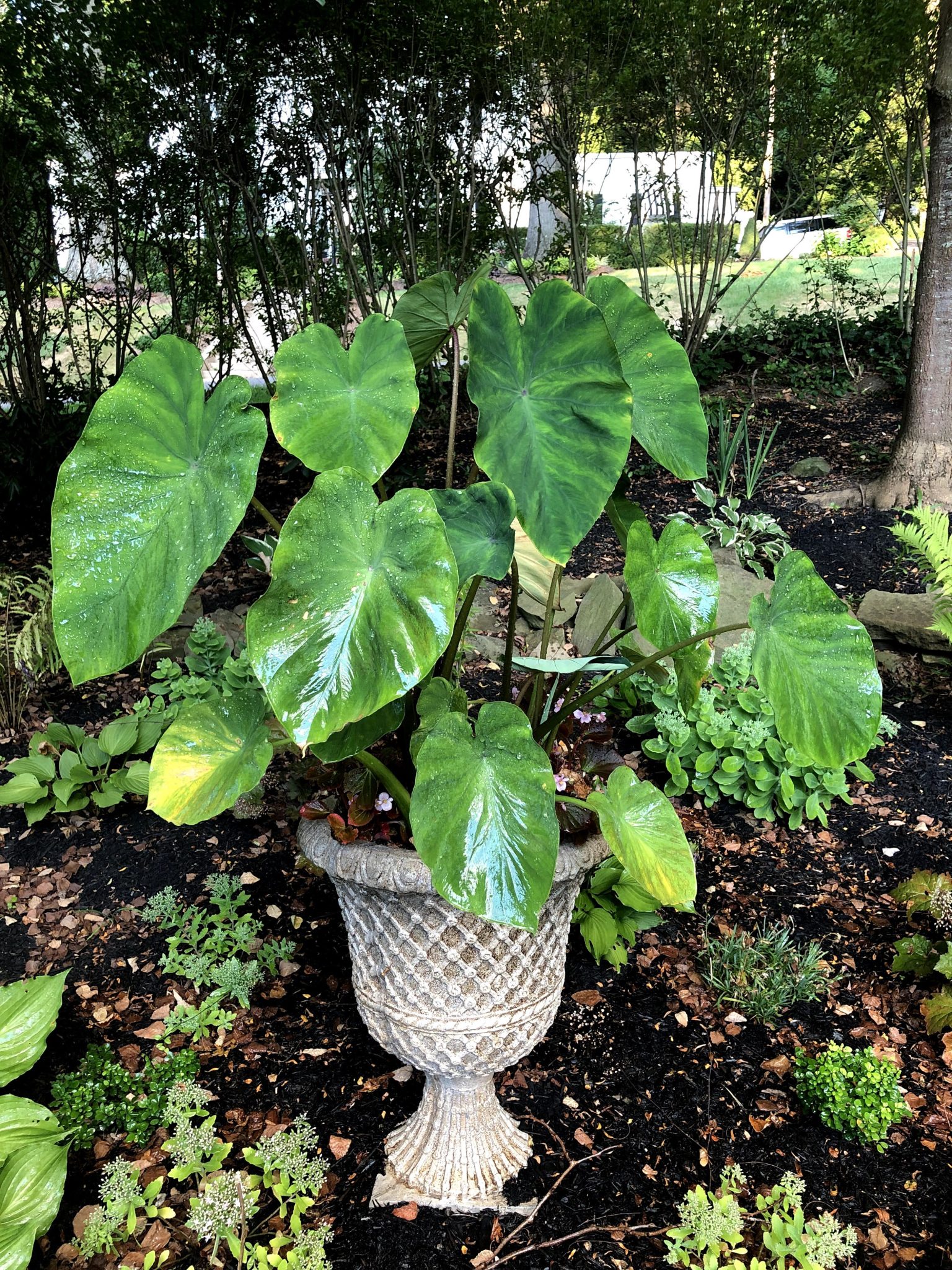 5 Reasons Your Elephant Ear Bulb Won't Grow The Thrifted Planter