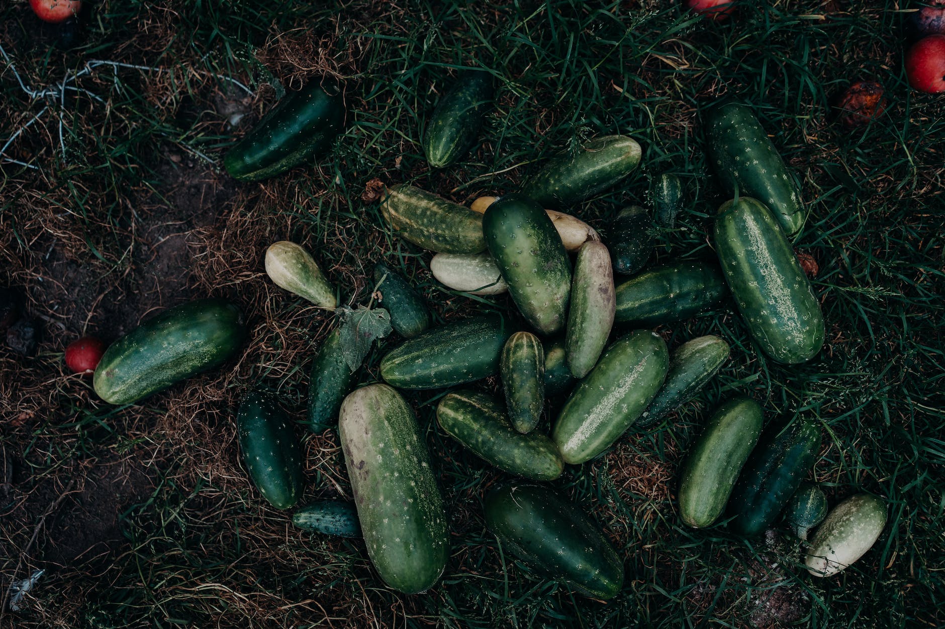 green cucumbers on grass