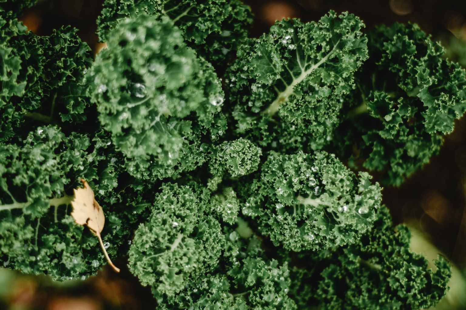 How to Grow Kale from Seed The Thrifted Planter