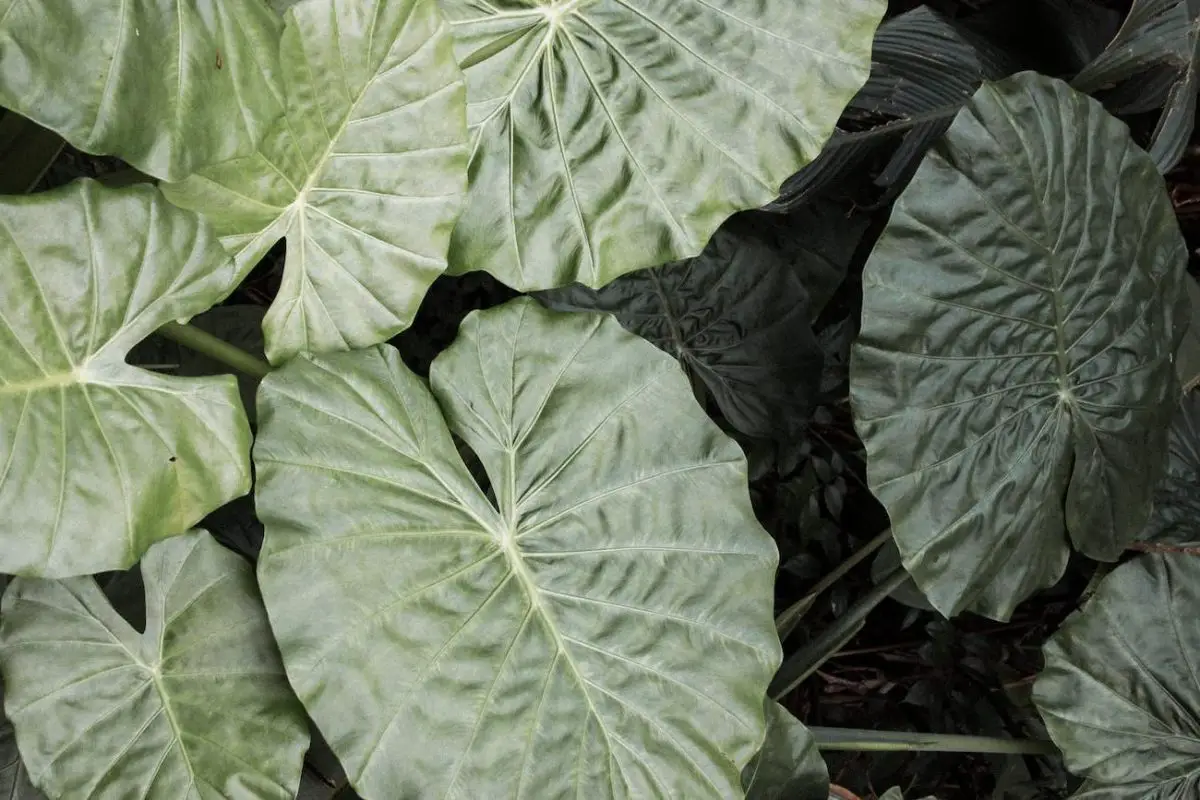 5 Reasons Your Elephant Ear Bulb Won't Grow The Thrifted Planter