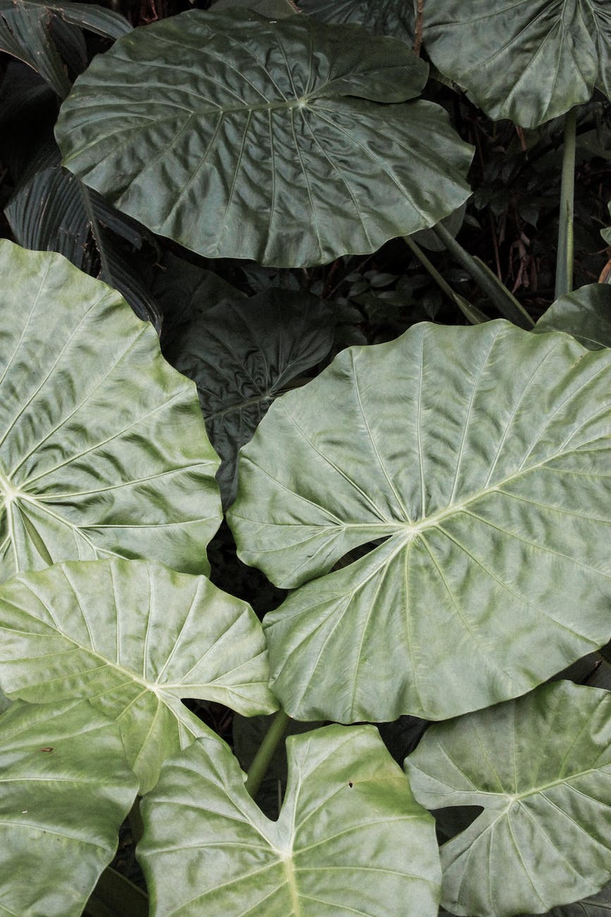 green leaves of a plant
