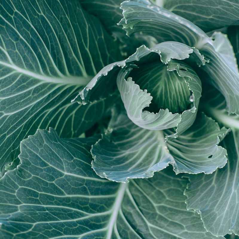 21 Seeds for your Fall Vegetable Garden