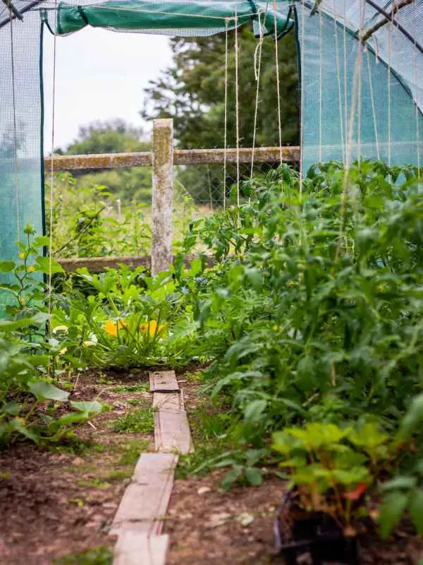 Starting a Homestead Easy!