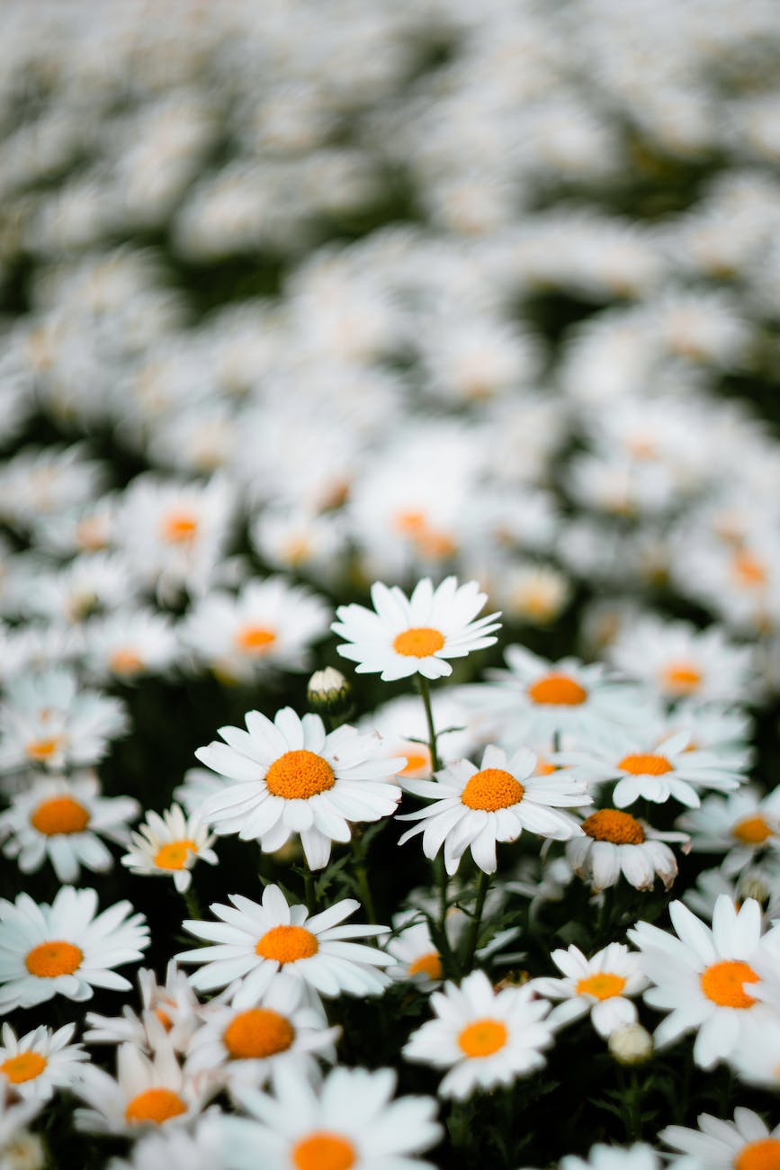 white and yellow flowers in tilt shift lens