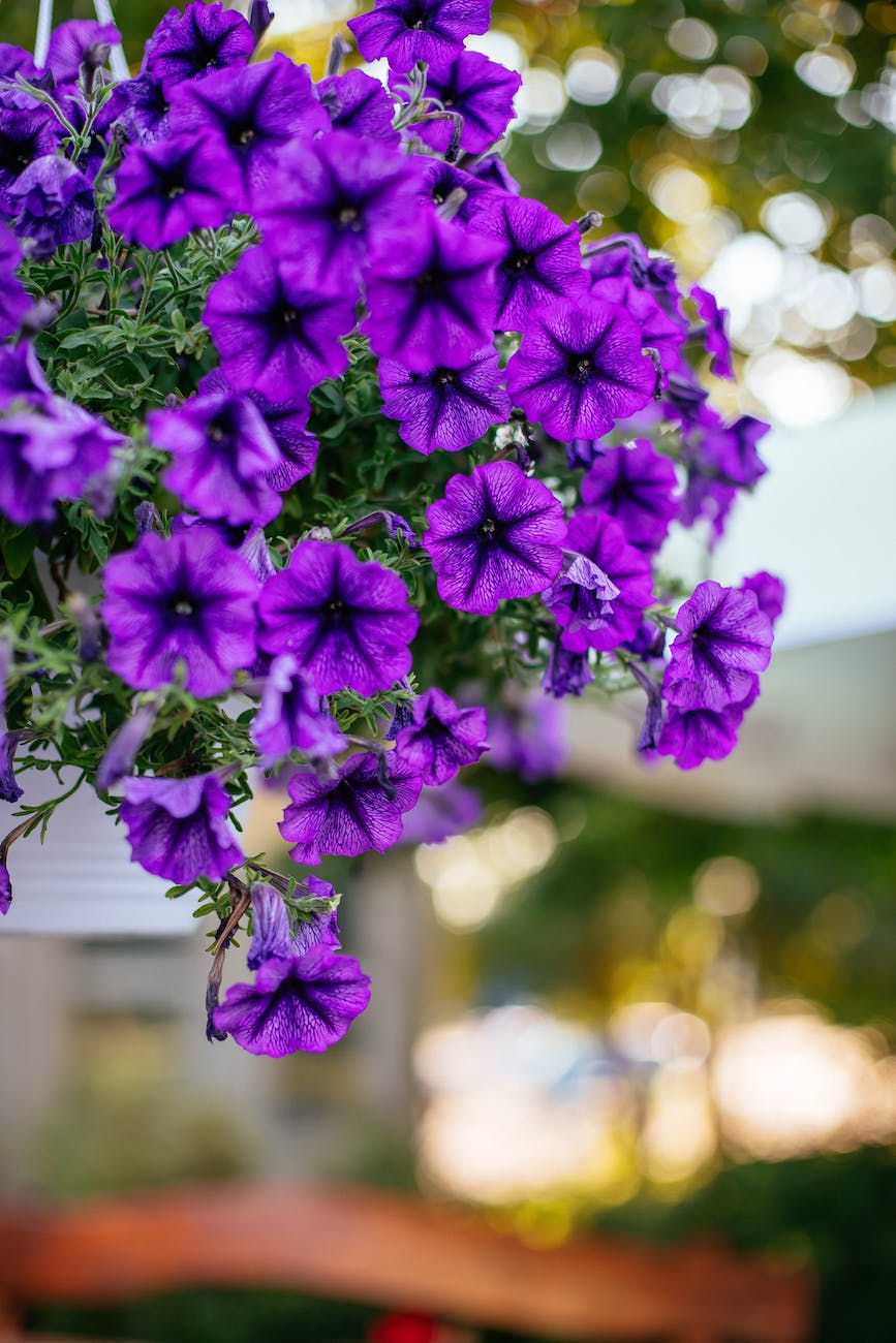 shallow focus photo of blooming purple flowers