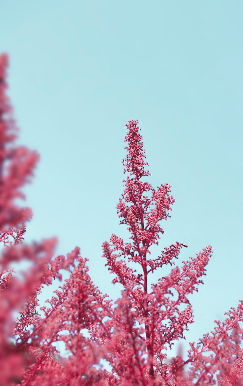 chinese astilbe in tilt shift lens