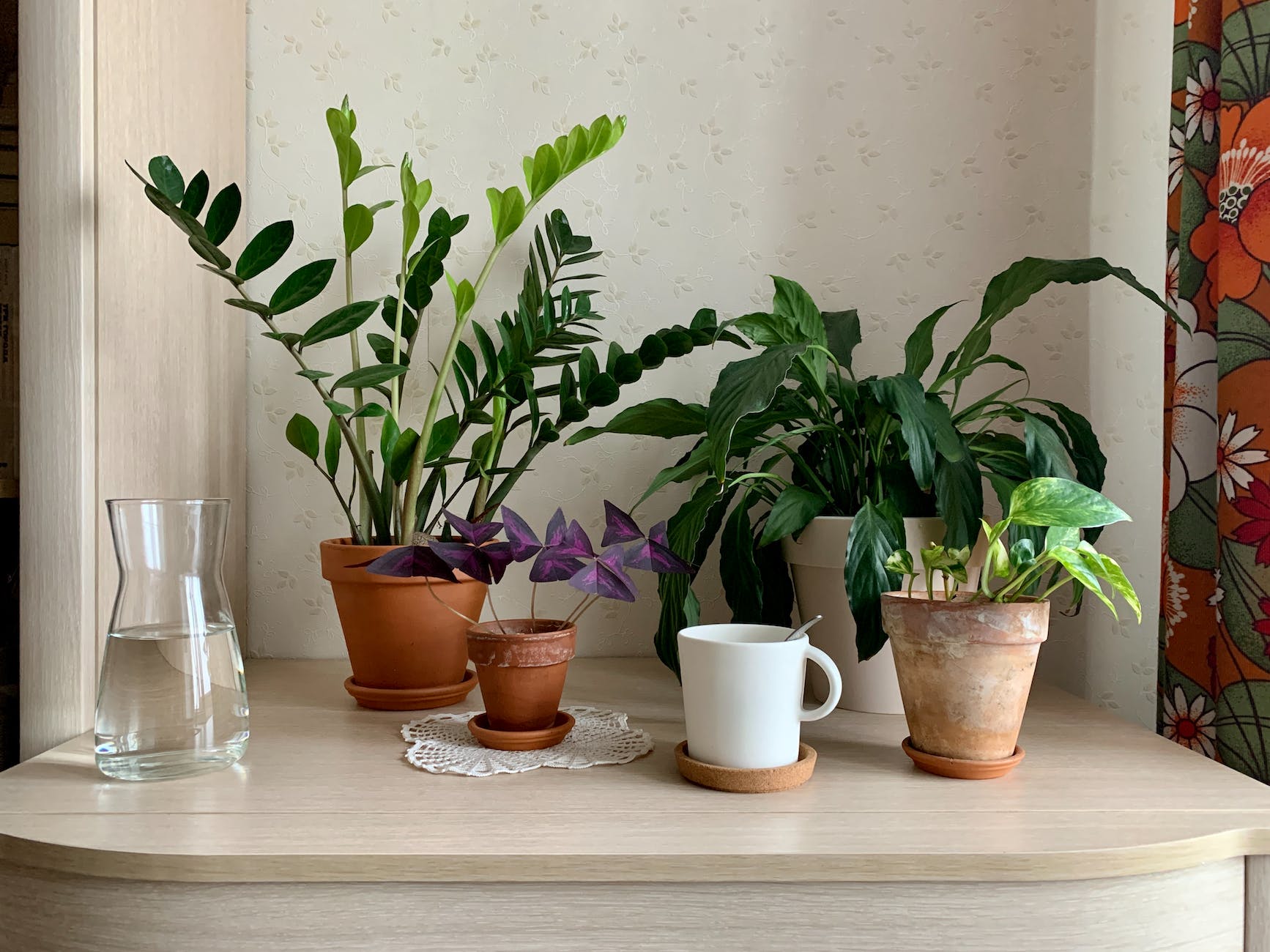 low light houseplants in pots on a table