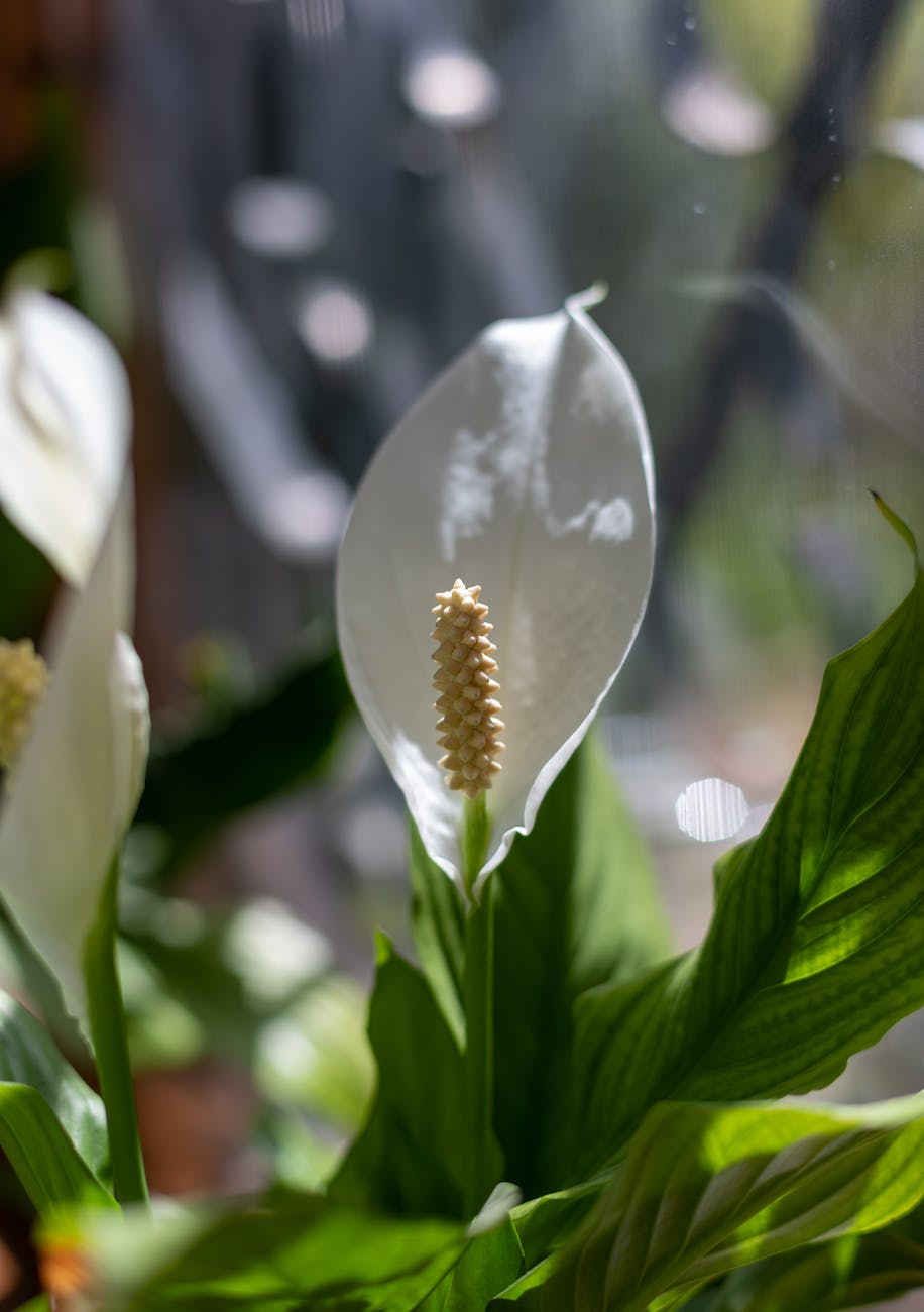closeup of a white peace lily
