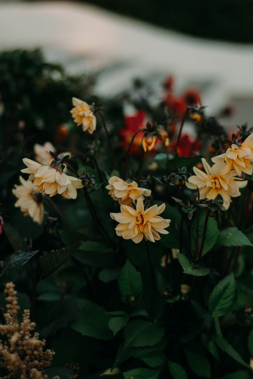 shallow focus photography of flowers
