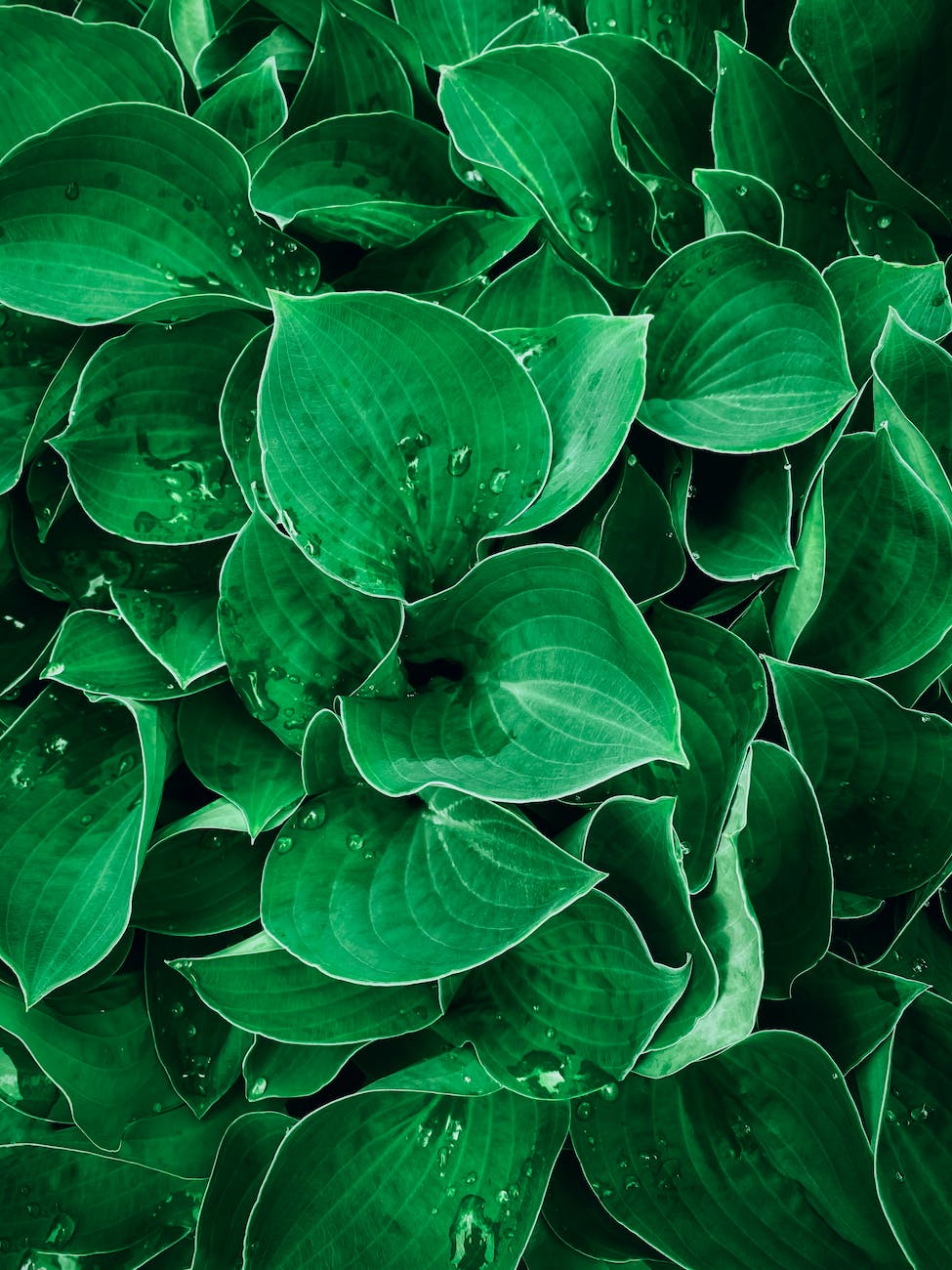 drops on leaves