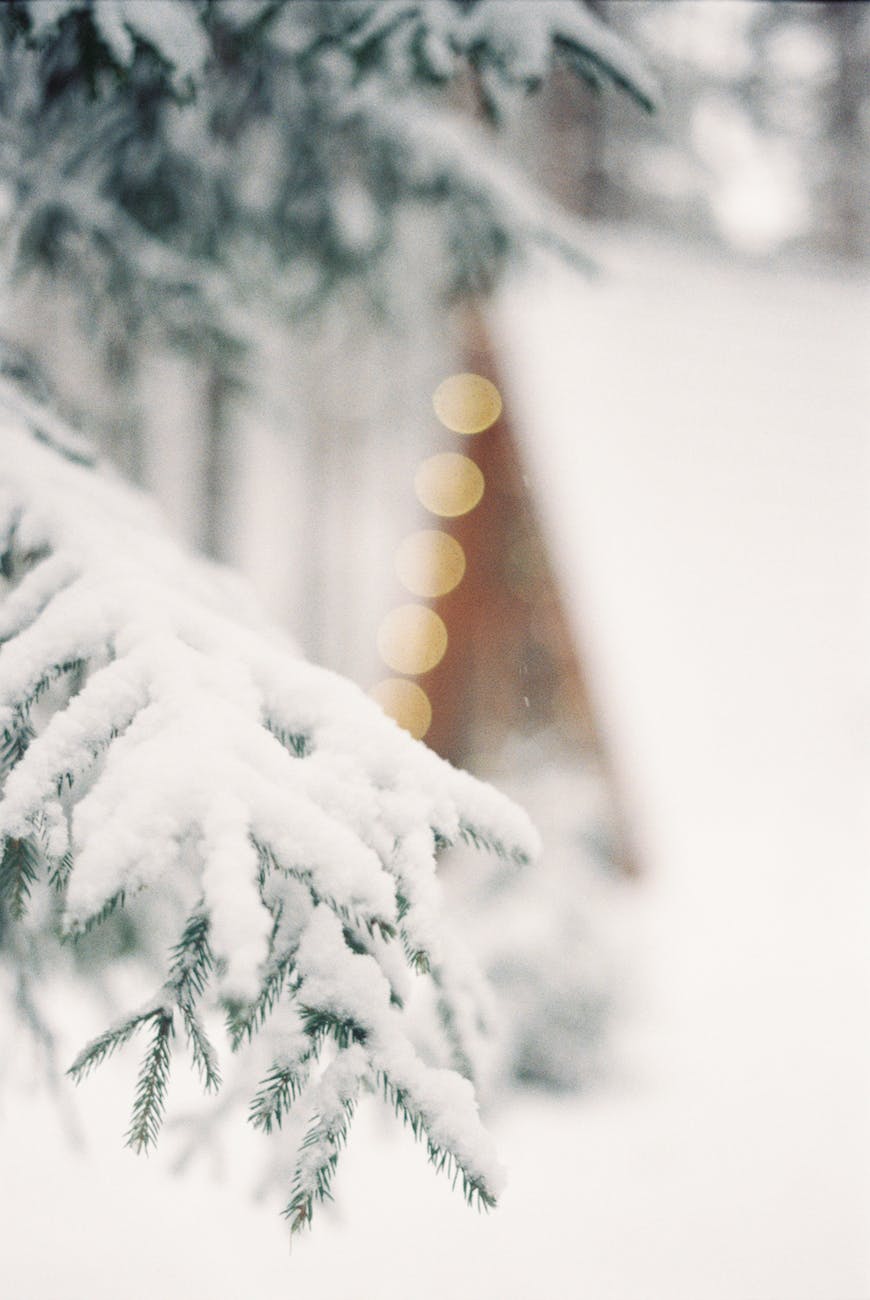 snow covered tree branch