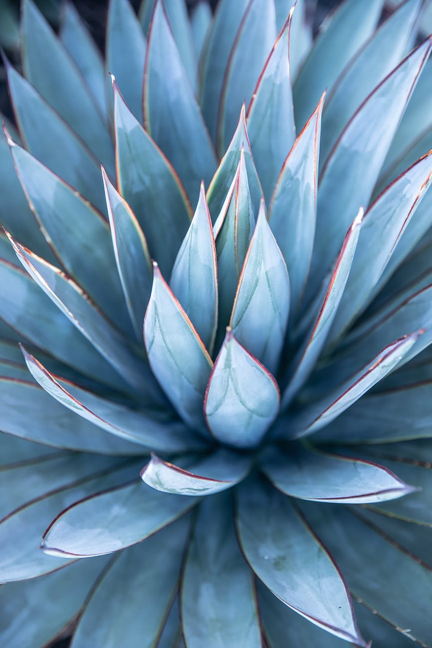 a blue agave plant in macro photography