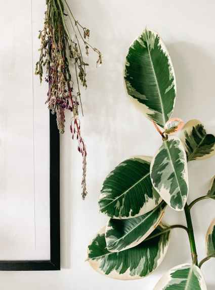 tropical ficus elastica houseplant in cozy room