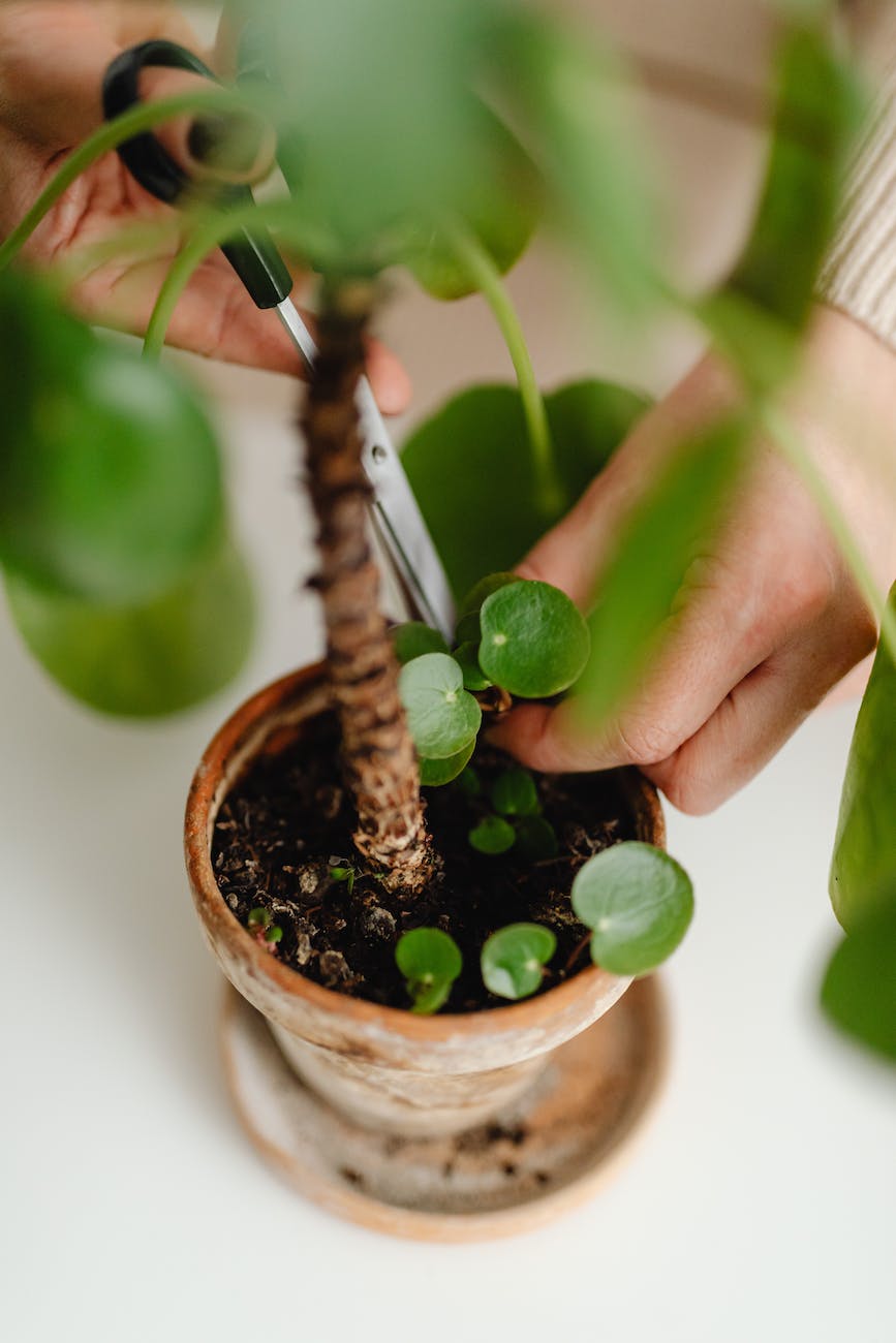 woman taking care of a houseplant