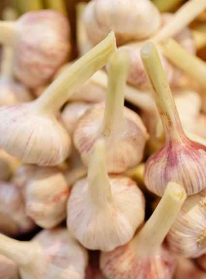 close up photo of garlic