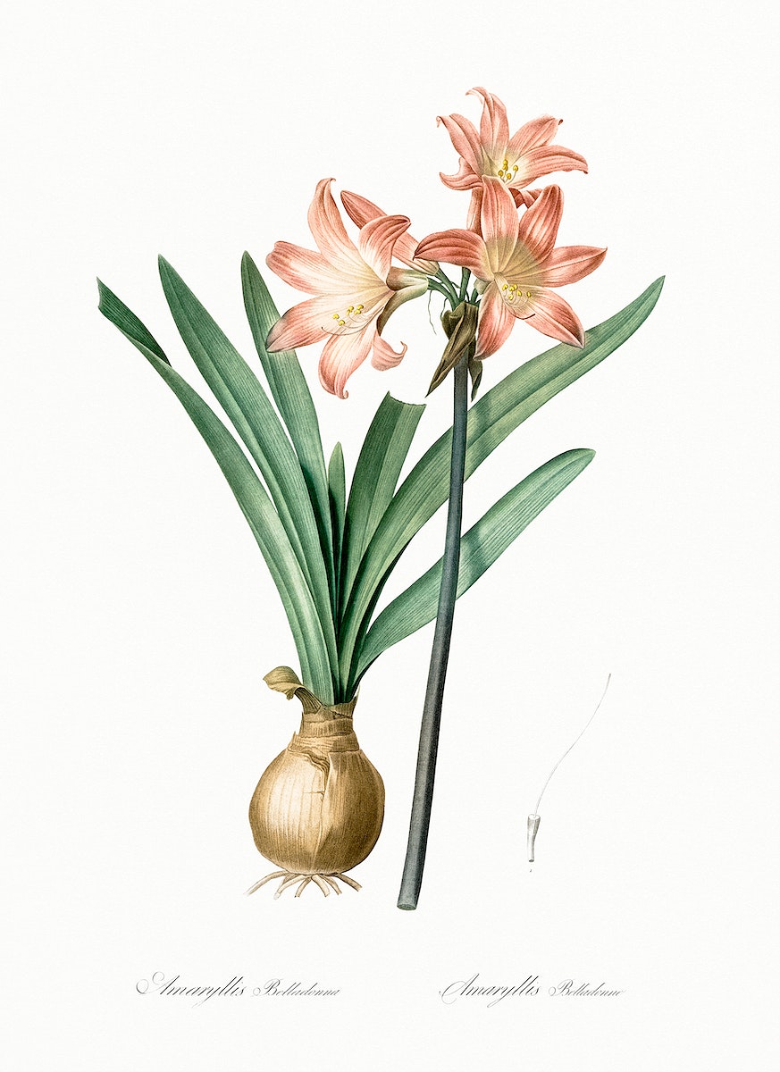 Amaryllis Belladonna illustration from Les liliacées (1805) by Pierre-Joseph Redouté. Original from New York Public Library. Digitally enhanced by rawpixel.