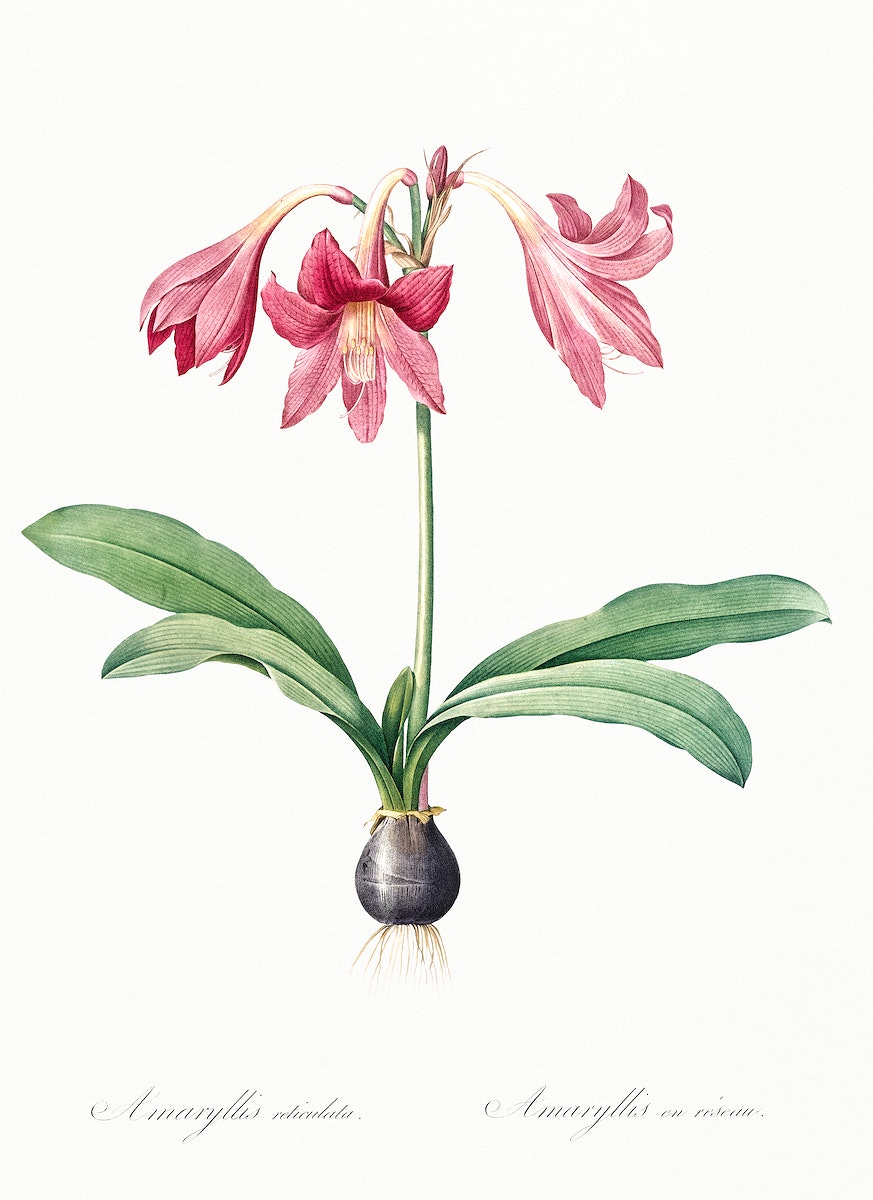 Netted-veined amaryllis illustration from Les liliacées (1805) by Pierre-Joseph Redouté. Original from New York Public Library. Digitally enhanced by rawpixel.