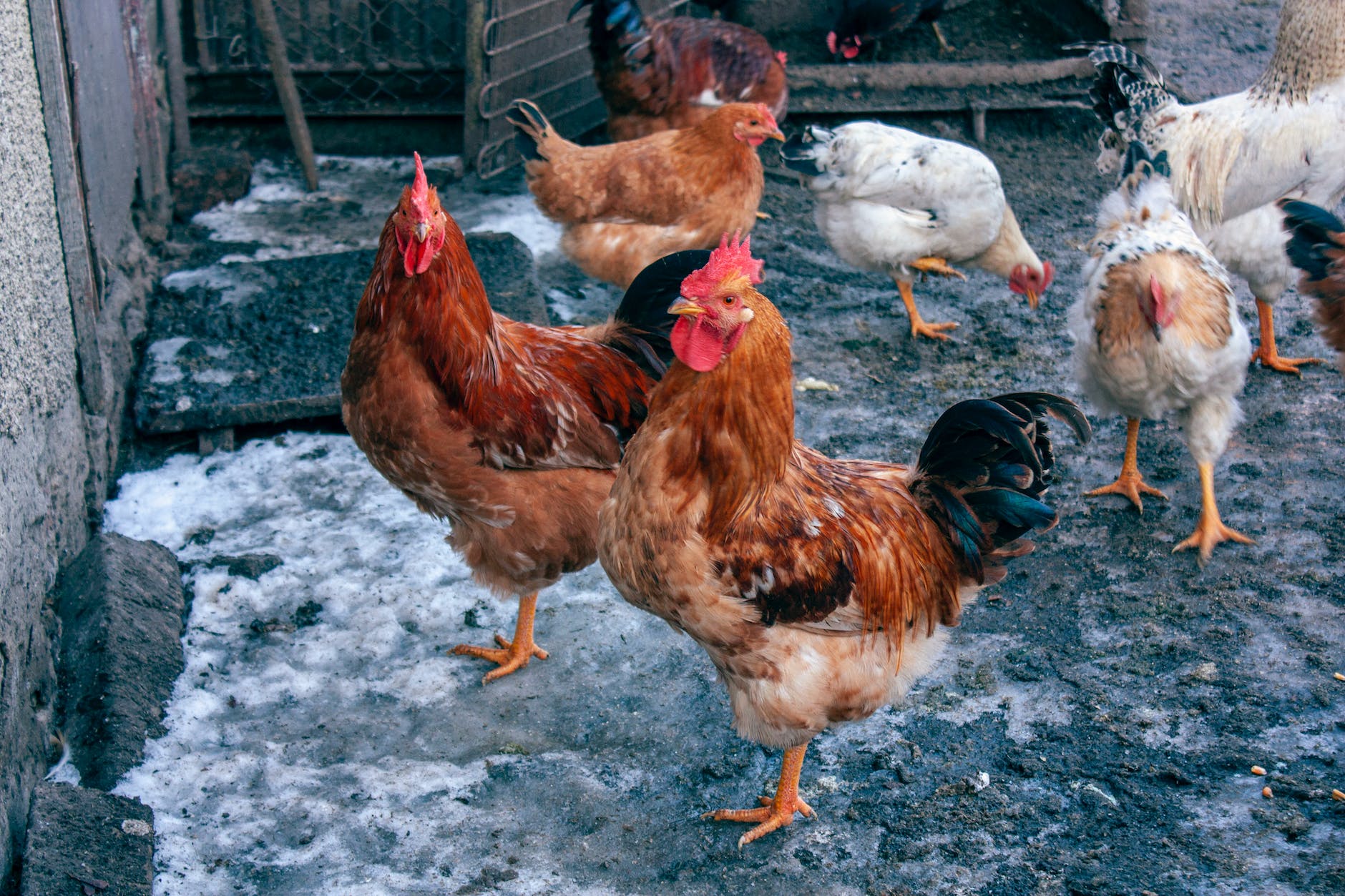 roosters and hens on a farm in winter
winter chicken care