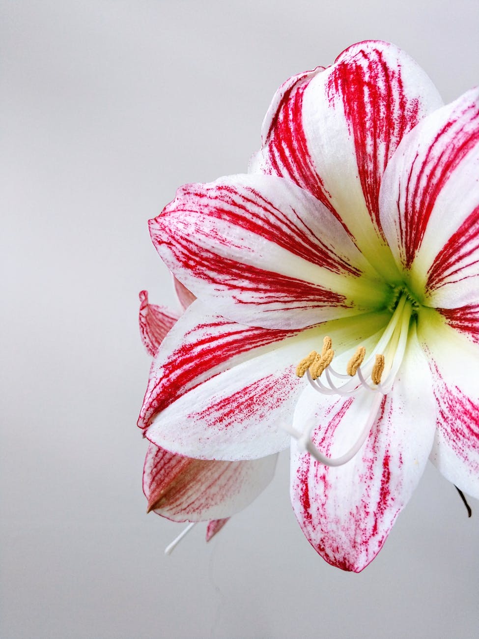 pink and white beautiful flower