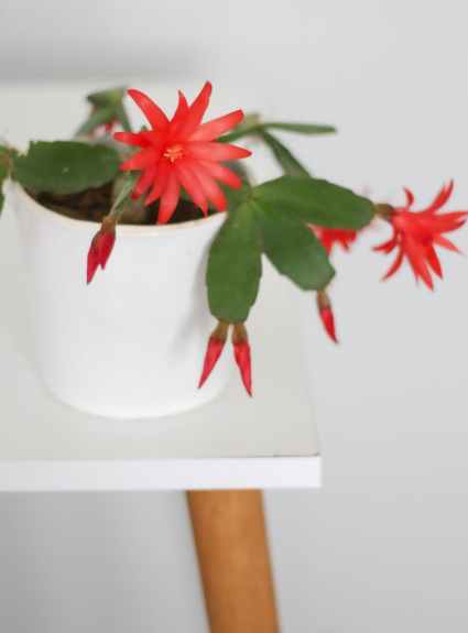 easter cactus in white pot