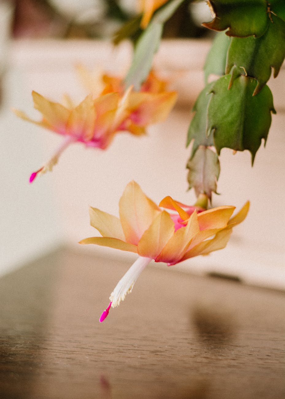 close up shot of a blooming schlumbergera truncata flowers