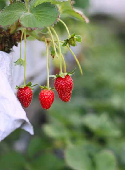 grow strawberries from seed