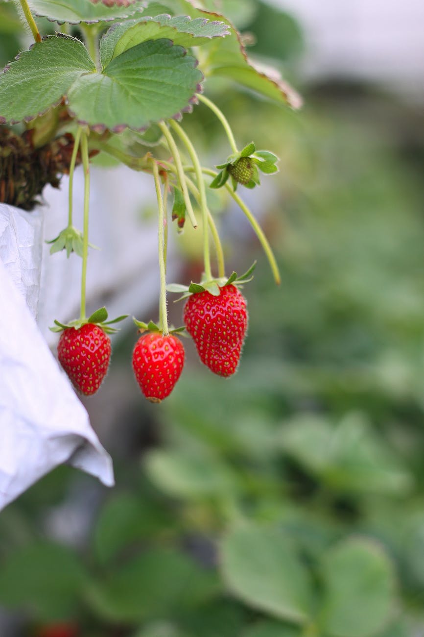 grow strawberries from seed