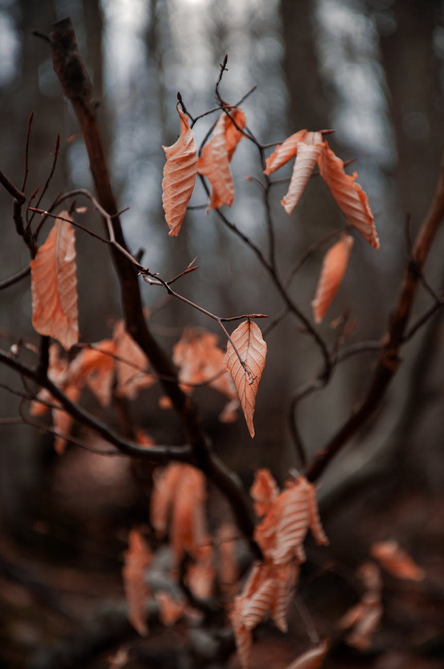 brown leaves in tilt shift lens