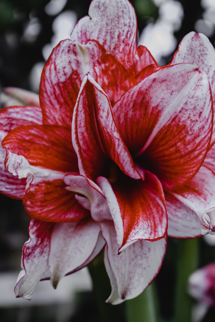 close up shot of a flower