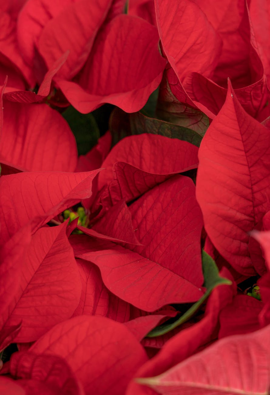 close up photograph of red poinsettia flowers