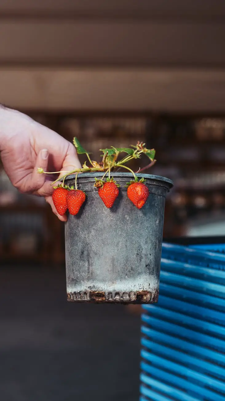 grow strawberries from seed